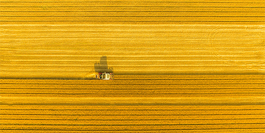 combine harvester, yellow field