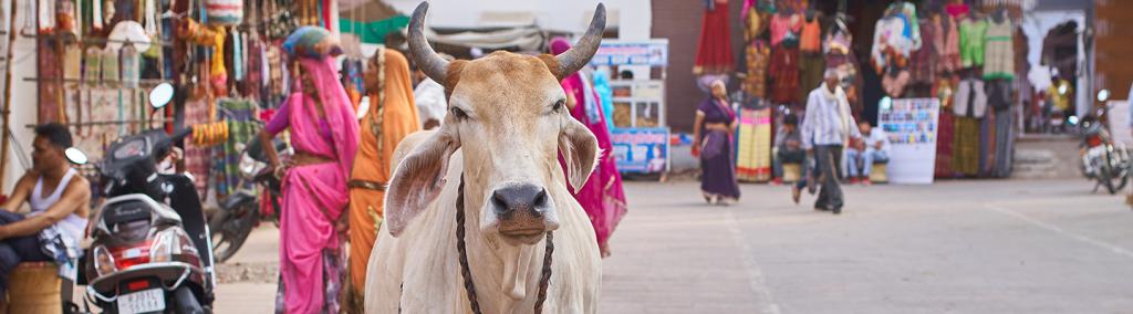 Banner-Holy cow