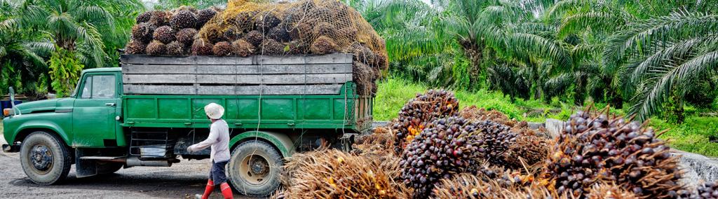 Banner-Palm-Oil