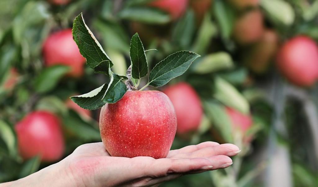 ghc_apple and hand