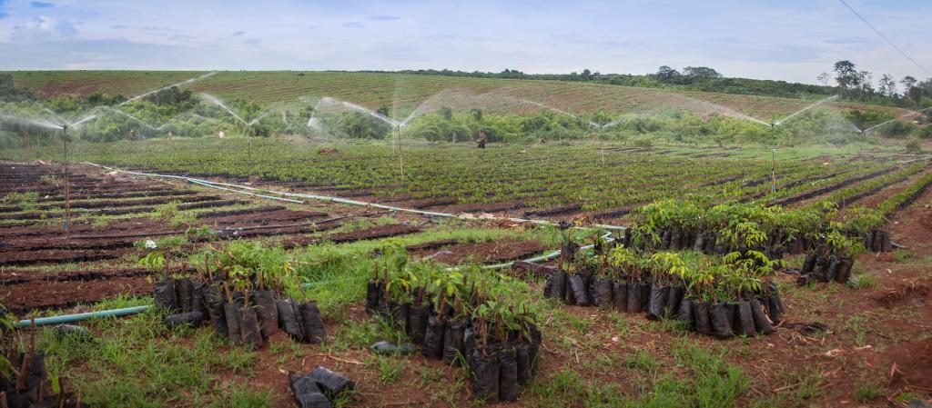 Rubber nursery in Cambodia