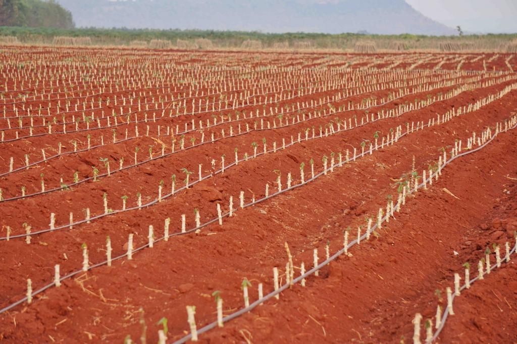 Cassava plantation