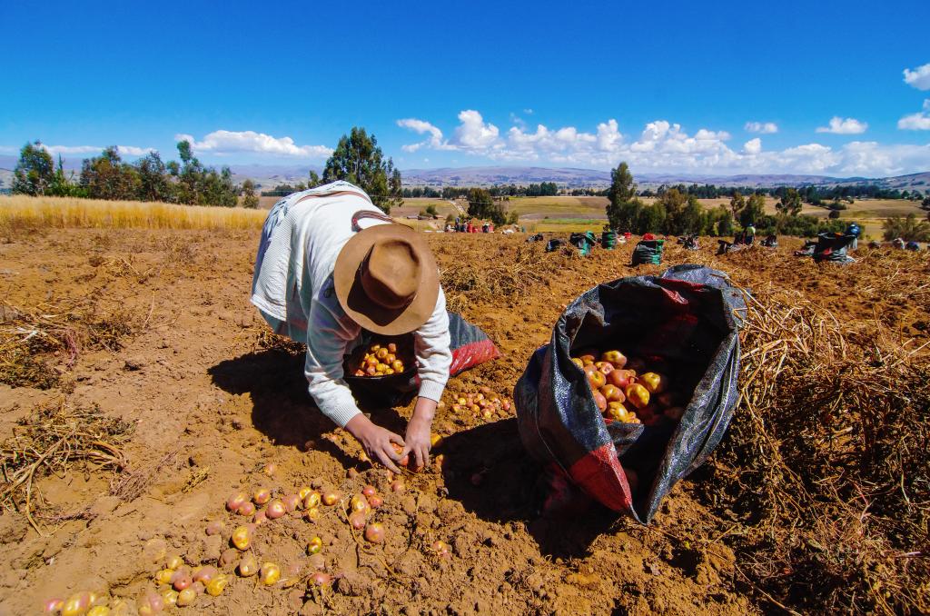 Women harvesting potatoes