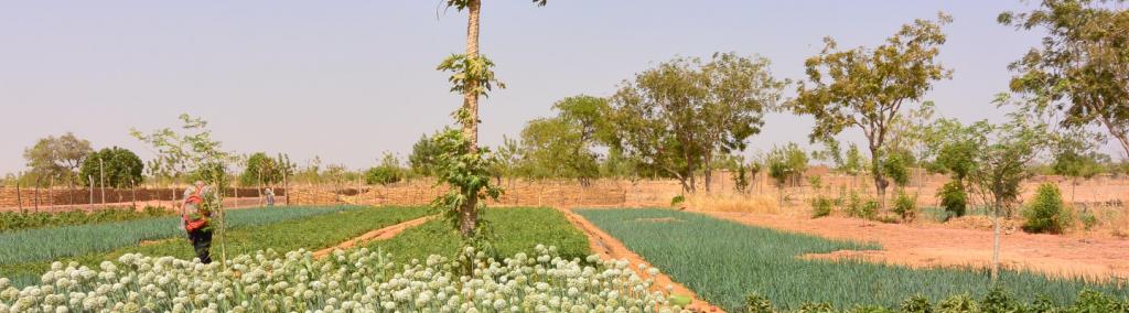 Jaubert_Vegetable gardening in Burkina Faso_1440x400