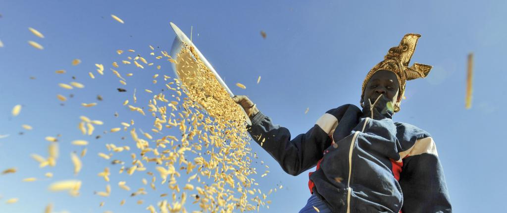 woman in field crops timothy swanson article globe 24