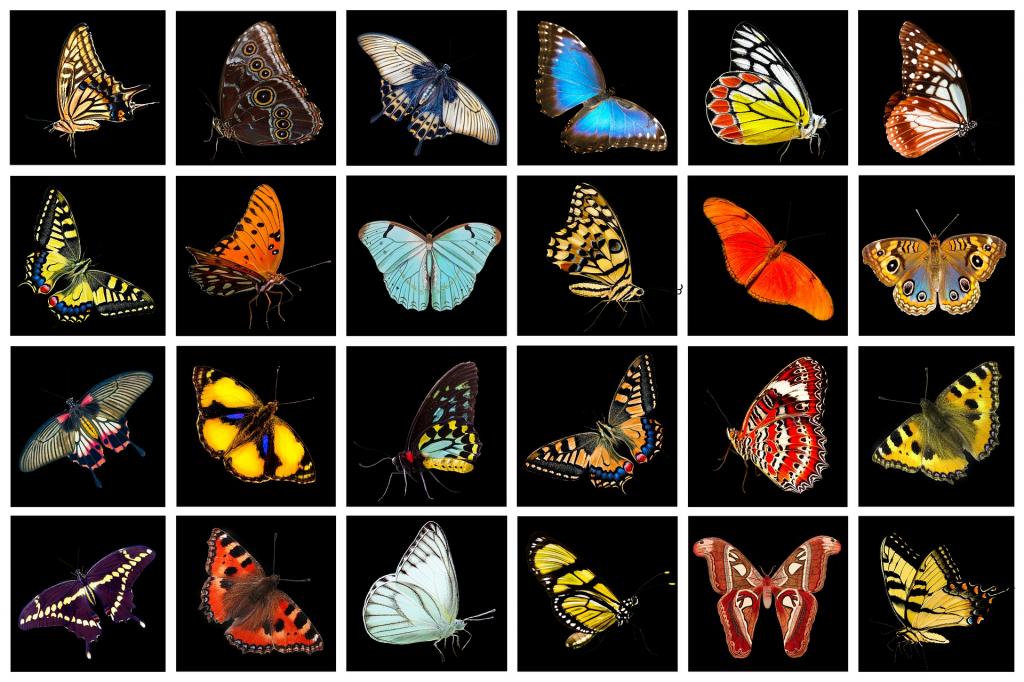 photos of different types of butterflies