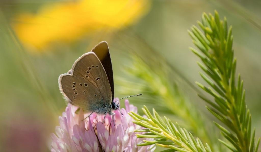 CIES_biodiversity