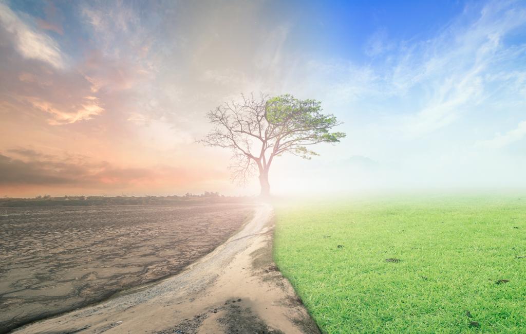 A tree stands on the frontier of a world abused by climate change and a green world