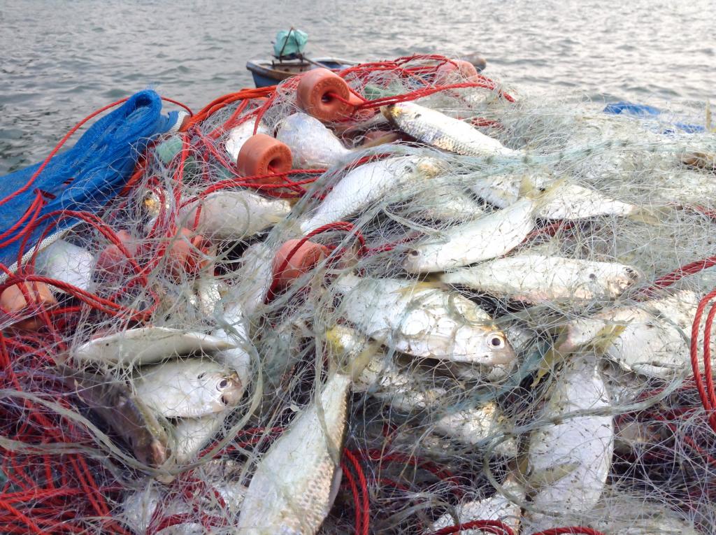 fish caught in a net on a boat deck