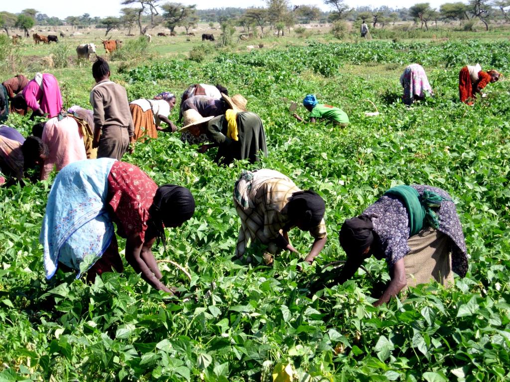 Farmers working on a field in Ethiopia