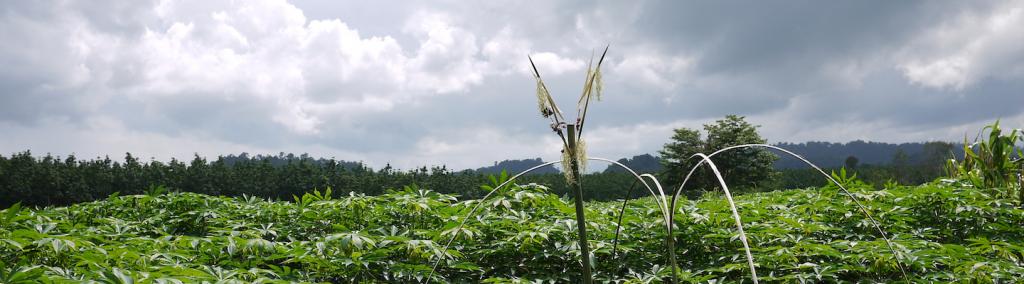 Cassava fields with a prayer symbol, Ratanakiri, Cambodia, 2015