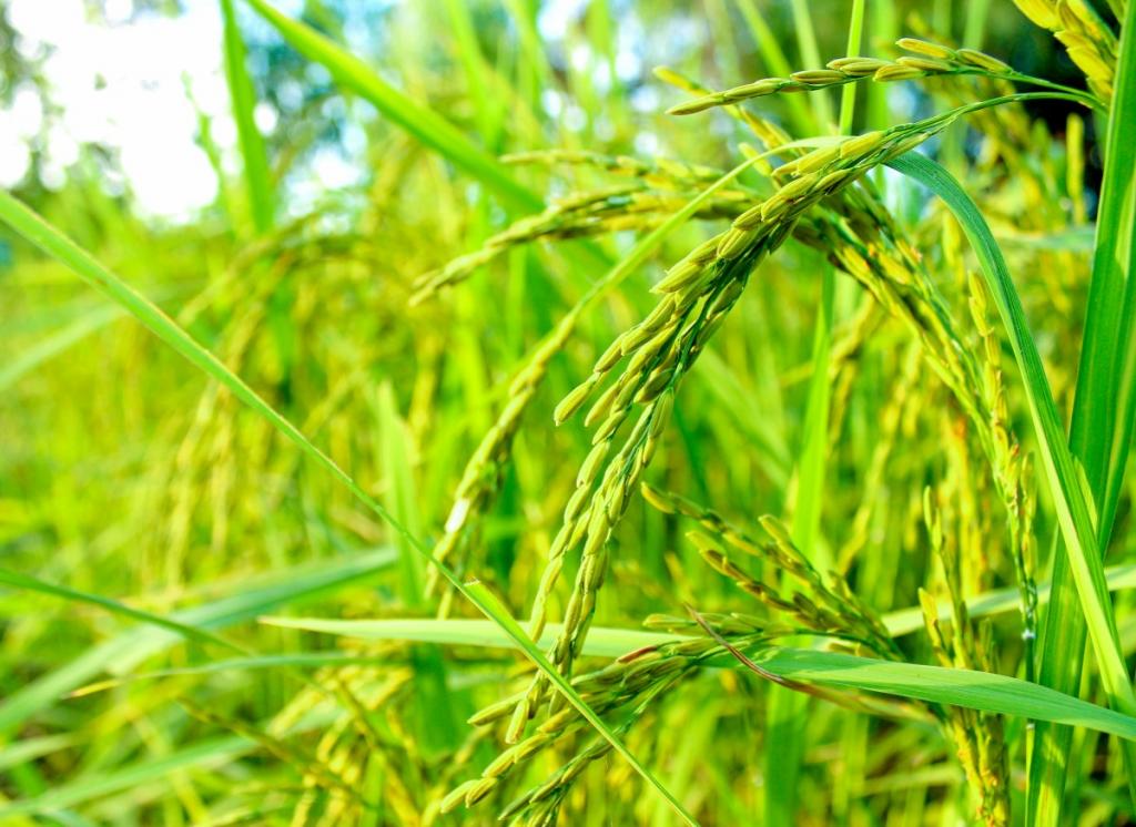 Rice farming