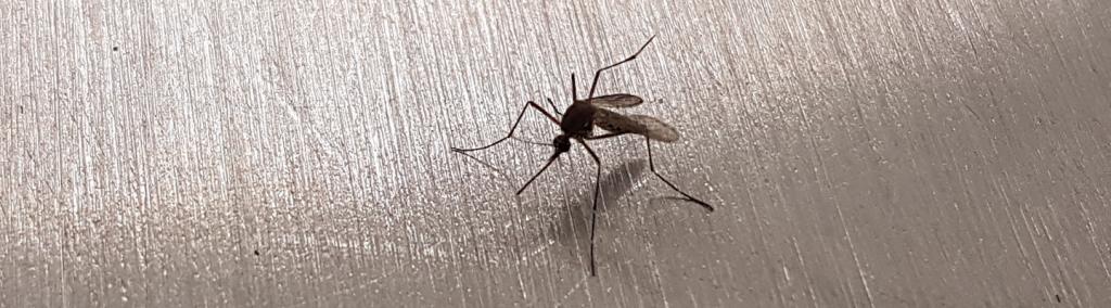 “Aedes aegypti” mosquito.