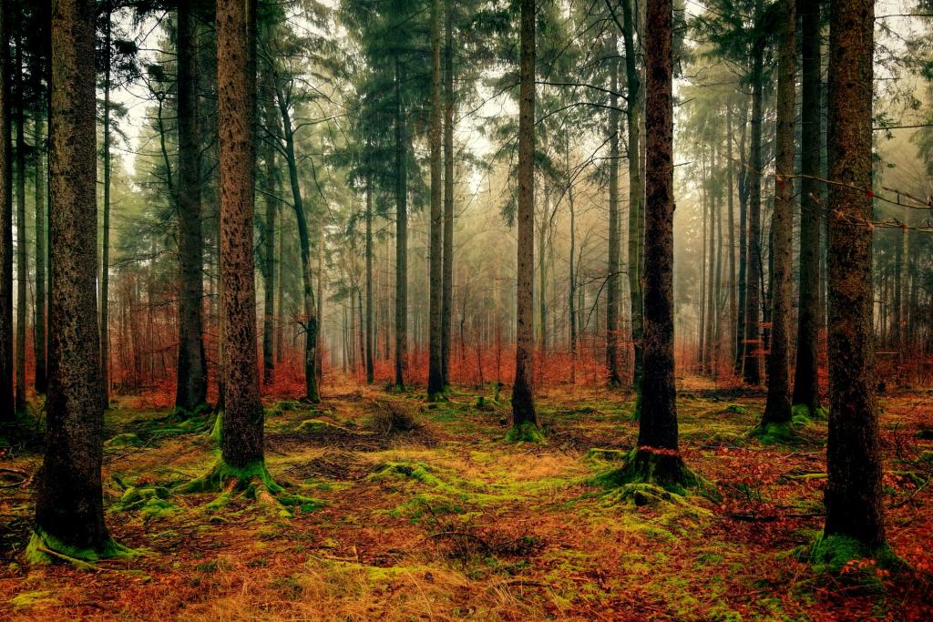 Woods in Autumn