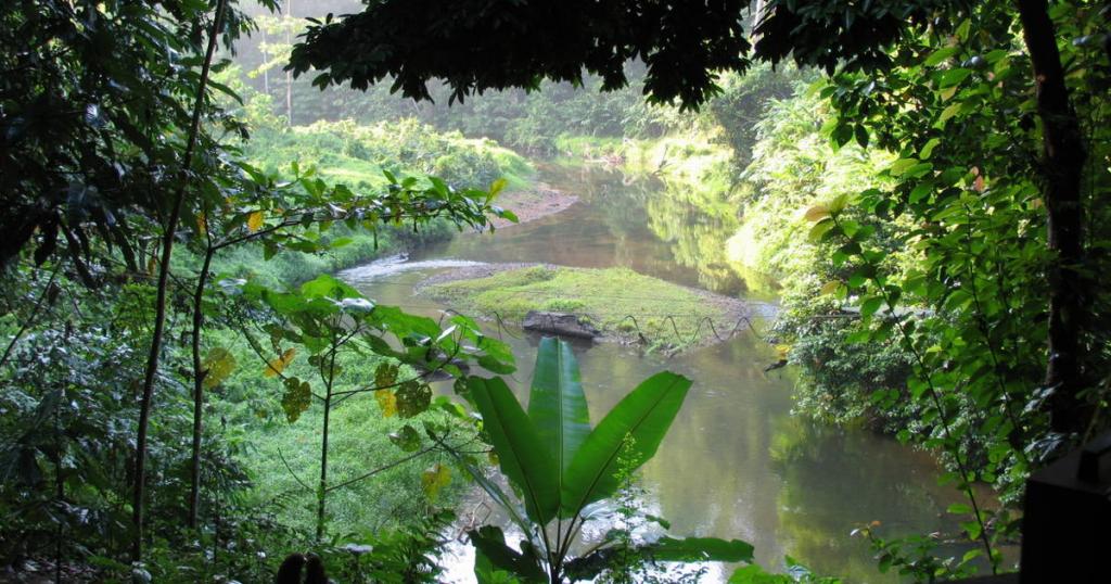 CIES Tropical rainforest