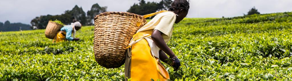 Women with woven wicker baskets on their backs, hand picking or harvesting tea leaves.