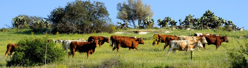 Free roaming cattle grazing in the fields of the Negev.