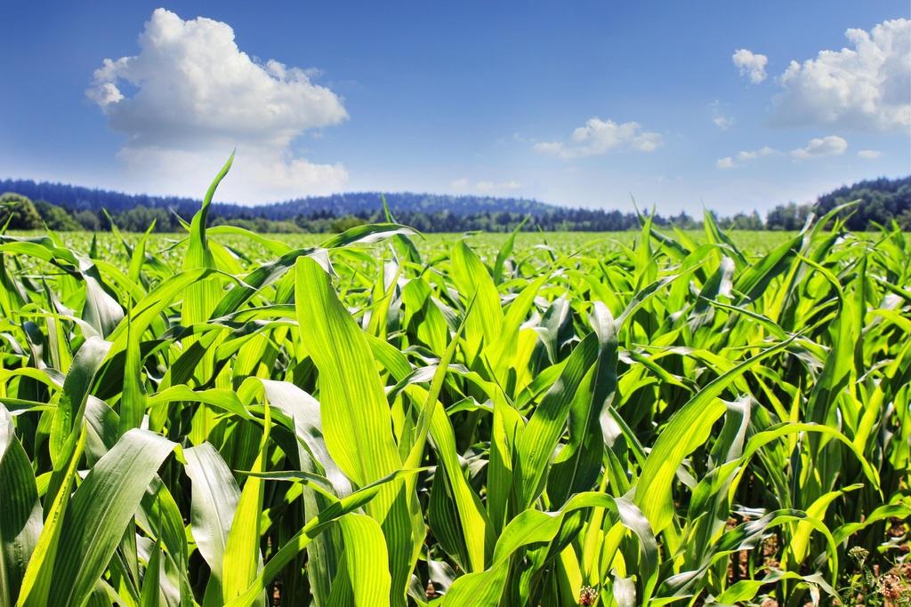 Corn field