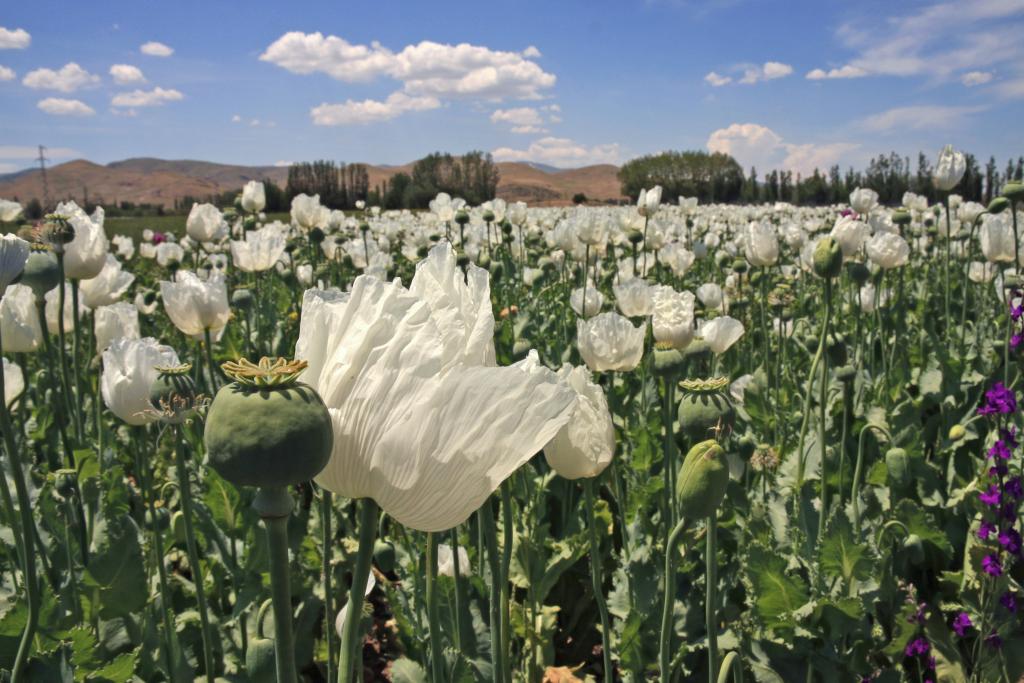 A field of green poppy heads and flowers.