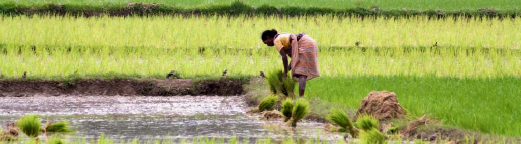 India, woman in rice field