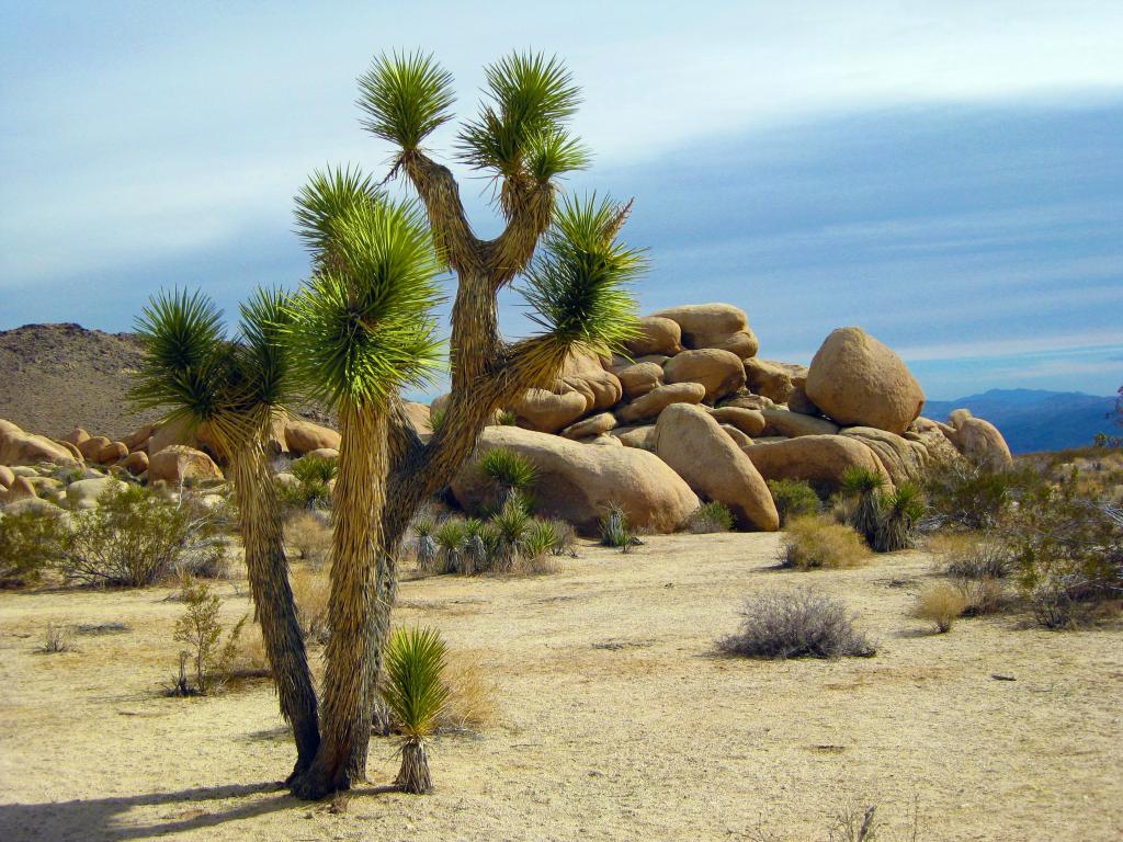 Joshua Tree