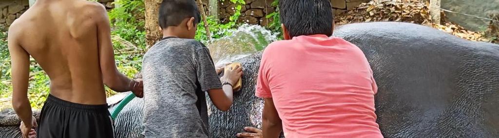 Children washing an elephant