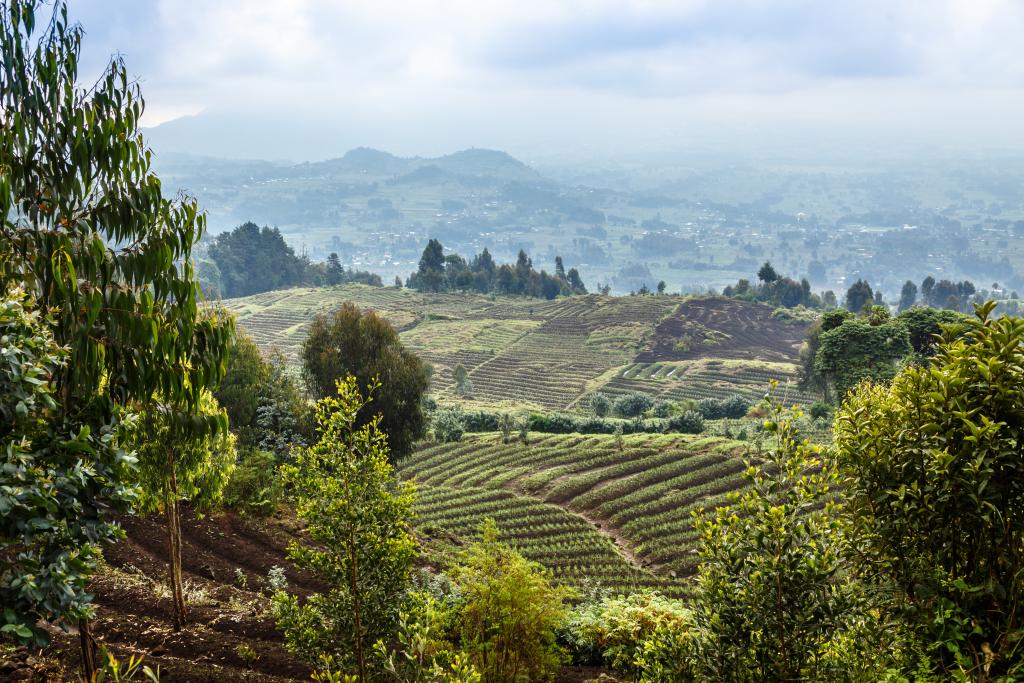 Rwanda agricultural landscape