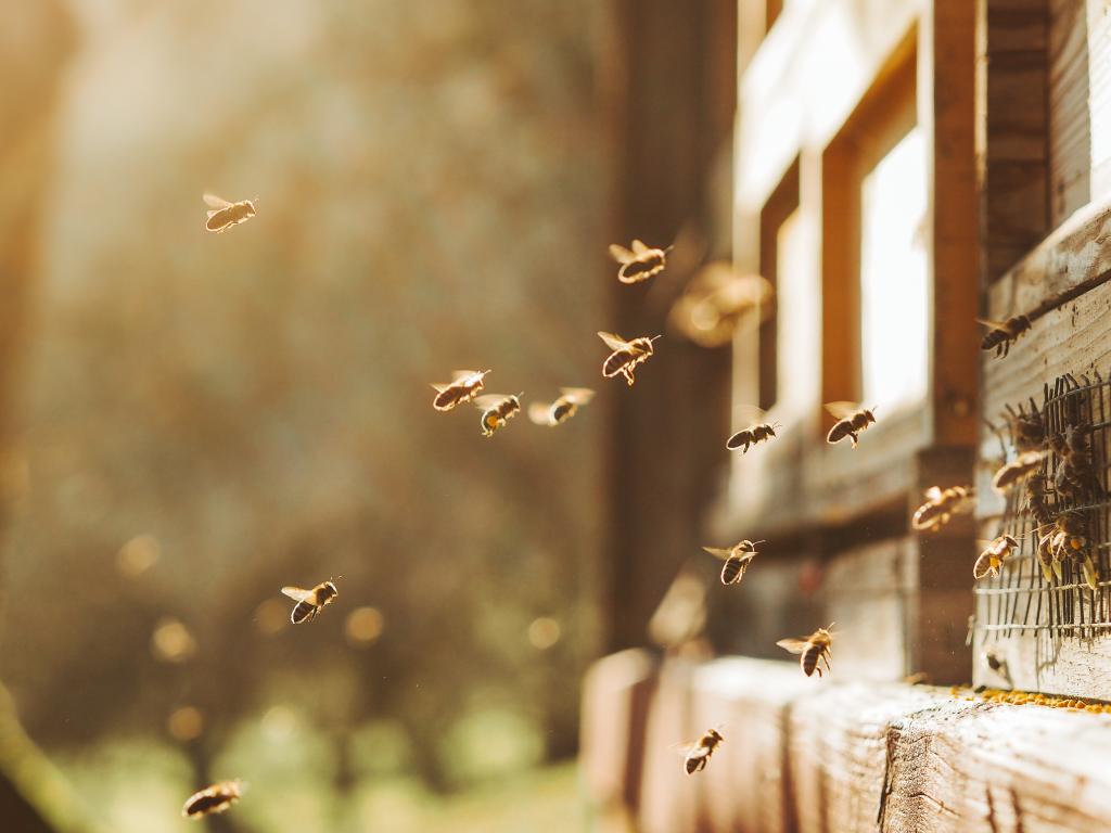 Citizen Science as an Ecological Research Tool: Mapping & Monitoring Bee Mortality in Ecuador