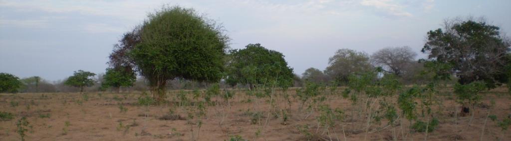 Cassava field in Mozambique countryside at the end of the dry season