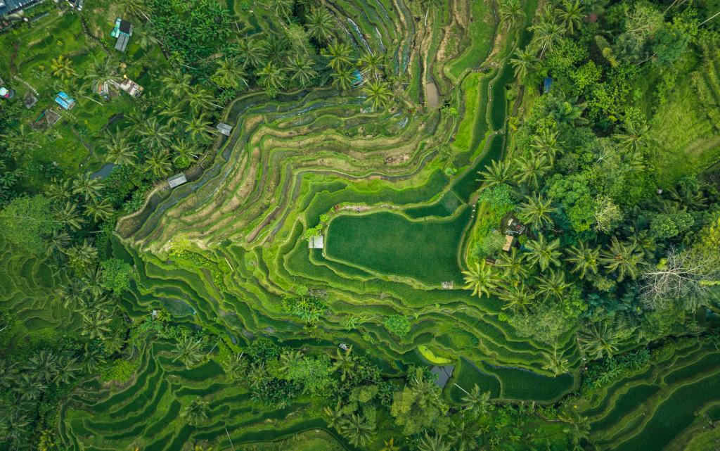 Indonesian rice fields green