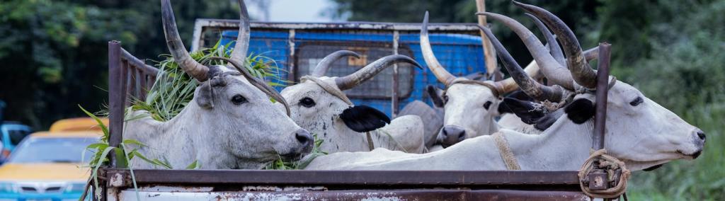 A truck with a herd of cattle in the back, Ondo, Ondo, Nigeria.