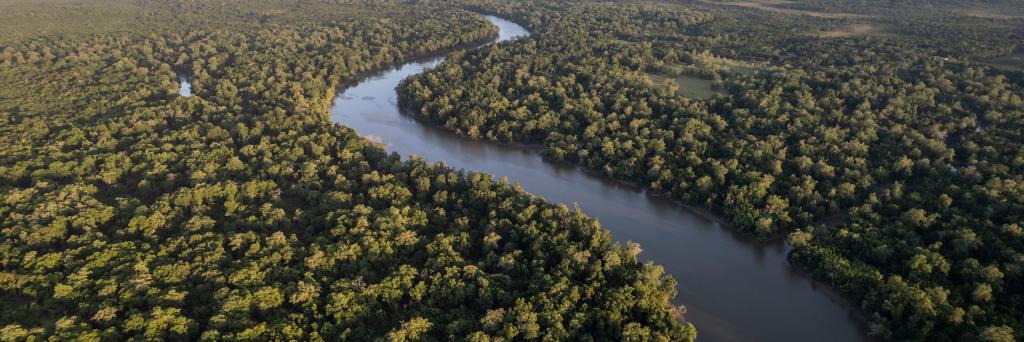 Amazon rainforest banner