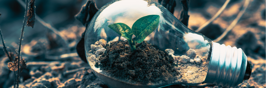 plant growing in lighbulb