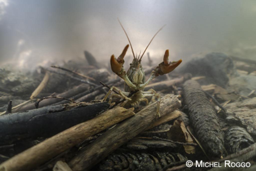 roggocrab1