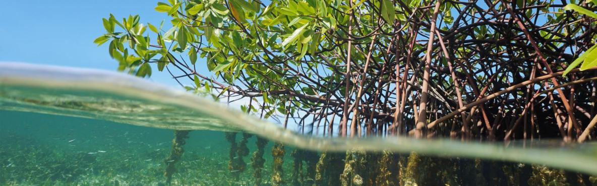 mangrove-trees-underwater