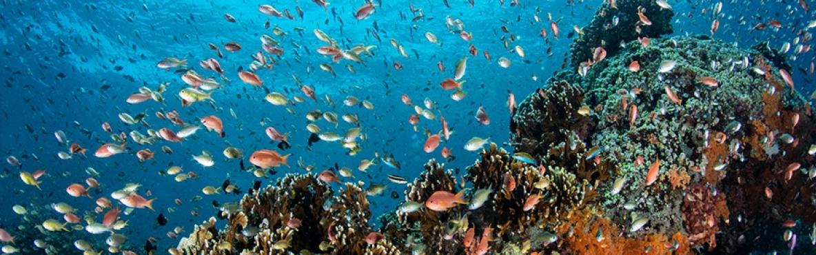 Reef