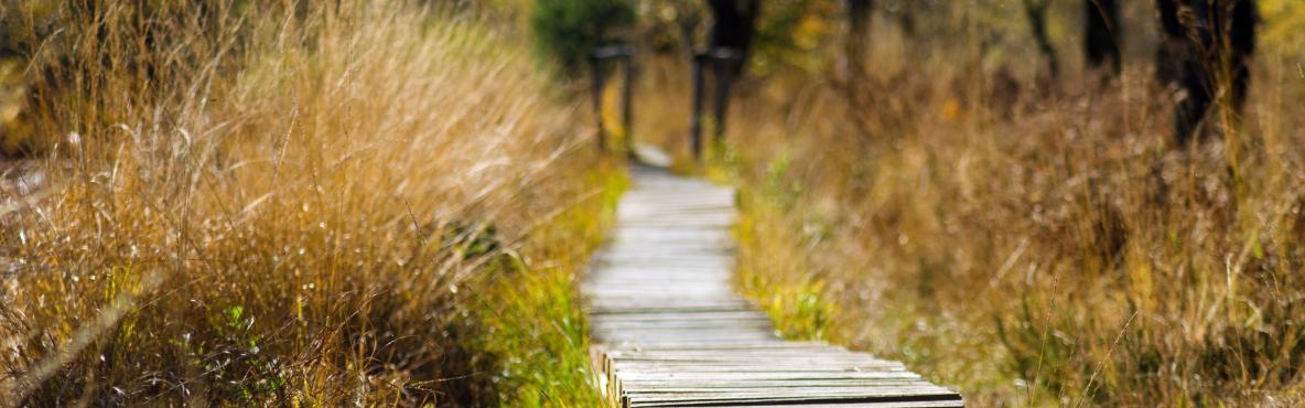 Wooden track