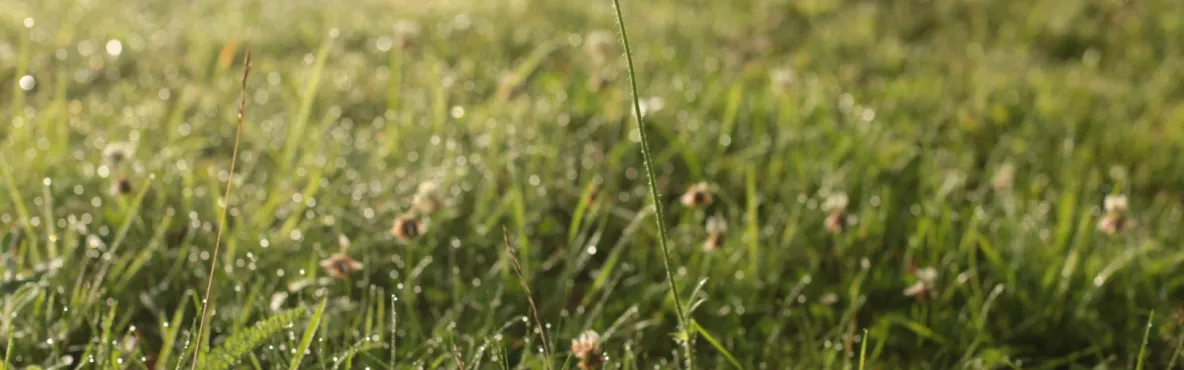 plants