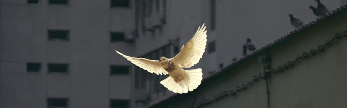 unsplash_peace_01