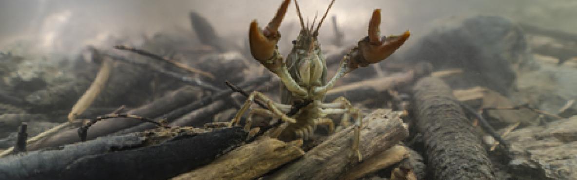 roggocrab1