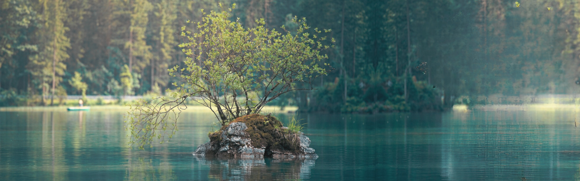 Tree Banner with Tint