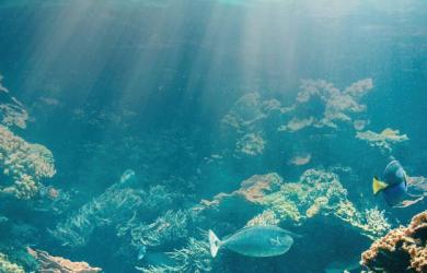 Banner-HCGS
