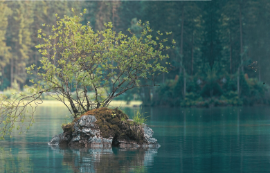  Tree Banner with Tint