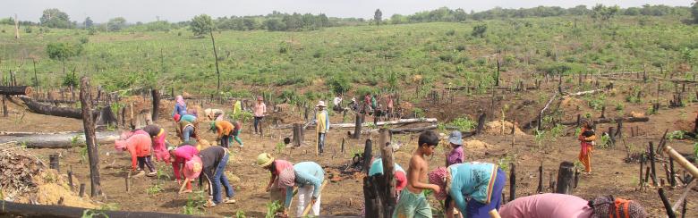 Women working in the field, Cambodia