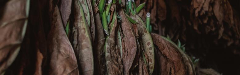 Tobacco industry’s bad manners