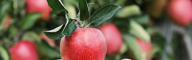 ghc_apple and hand