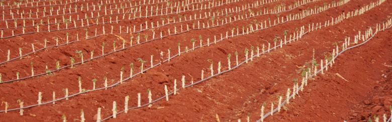 Cassava plantation