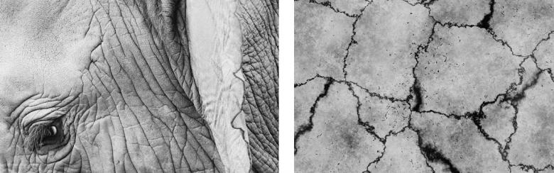 elephant crack