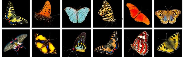 photos of different types of butterflies
