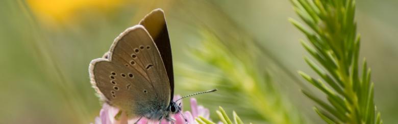 CIES_biodiversity